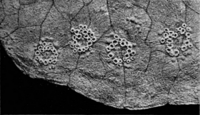 Aecidiengruppen auf Ranunculus Ficaria L. Abb0265-u (Gäumann 1959, Rostpilze Mitteleuropas).png