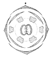 Brassica flowerdiagram.png