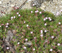 Acantholimon glumaceum Boiss. – Photo: Andrea Moro 2008, Dryades TSB55588.jpg