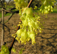 Acer opalus subsp. obtusatum (Waldst. & Kit. ex Willd.) Gams – Photo: Andrea Moro 2009, Dryades TSB63085.jpg