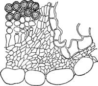 Melampsora alpina Juel. Abb0145-L (Gäumann 1959, Rostpilze Mitteleuropas).png