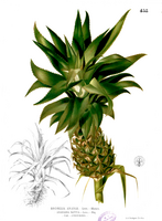 Ananas comosus Blanco2.458.png