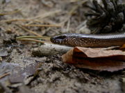 Anguis fragilis-2.jpg