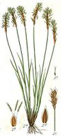 Carex davalliana.jpg