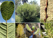 Morphological summary of Salix aurita L. (photos Andrea Moro)