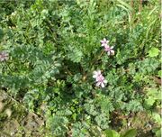 Plants of Erodium cicutarium (L.) L'Hér. subsp. cicutarium var. carstiense Posp.