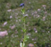 Single plant of Veronica alpina L.