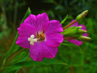 Epilobium hirsutum 002.JPG