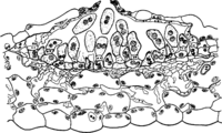 Hyalopsora Aspidiotus (Pk.) Magn. Abb0026 (Gäumann 1959, Rostpilze Mitteleuropas).png