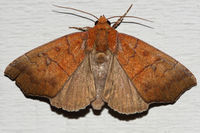 Anomis privata BugGuide206870.jpg