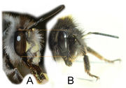 Anthophora vs. Bombus face