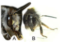 Anthophora vs. Bombus face photos.jpg