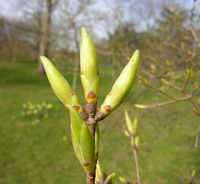 Acer sempervirens L. – Photo: Andrea Moro 2009, Dryades TSB62835.jpg