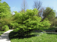 Acer palmatum Thunb. – Photo: Andrea Moro 2009, Dryades TSB64057.jpg