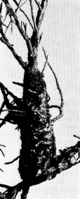 Gymnosporangium Sabinae (Dicks.) Wint. auf Juniperus Sabina L. Halbe nat. Gr. Abb1004 (Gäumann 1959, Rostpilze Mitteleuropas).png