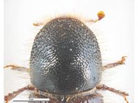 Ips typographus PaDIL135618d.jpg