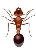 Red ant.svg