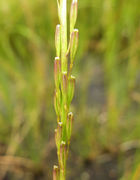 Triglochin palustris fruit (02).jpg