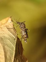 Aedes togoi Flickr.jpg