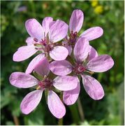 Flowers of Erodium cicutarium (L.) L'Hér.