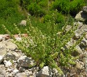 Marrubium vulgare L.