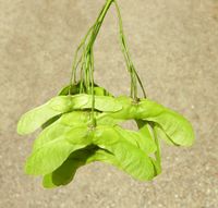 Acer cappadocicum subsp. lobelii (Ten.) A.E.Murray – Photo: Andrea Moro 2007, Dryades TSB46029.jpg