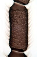 Leptosciarella yerburyi Antenna KH3372.jpg