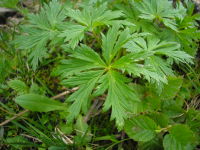 Trollius europaeus JuliaKruse 3.jpg