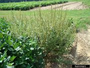 Amaranthus palmeri IPM5402641.jpg