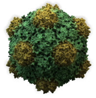 CowpeaMosaicVirus3D.png