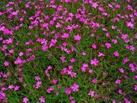 Dianthus deltoides 001.JPG