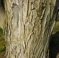 Acer rubrum L. – Photo: Andrea Moro 2009, Dryades TSB62856.jpg