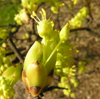 Acer opalus subsp. obtusatum (Waldst. & Kit. ex Willd.) Gams – Photo: Andrea Moro 2009, Dryades TSB63087.jpg