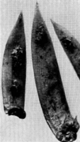 Gymnosporangium Gaeumanni Zogg. Abb0991 (Gäumann 1959, Rostpilze Mitteleuropas).png