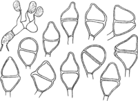 Gymnosporangium juniperinum (L.) Fr. Abb1014 (Gäumann 1959, Rostpilze Mitteleuropas).png