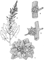 Linedrawing Spinacia oleracea.gif