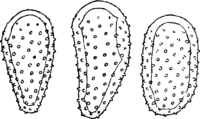 Melampsora allii-fragilis Kleb. Abb0137-2 (Gäumann 1959, Rostpilze Mitteleuropas).png