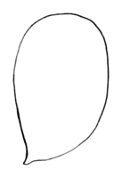 Polyporales-basidiospore-shape-ellipsoid.png