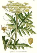 251 Heracleum sibiricum.jpg