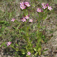 BEQ PD Centaurium erythraea.jpg