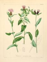 Centaurea nigrescens ssp transalpina.jpg