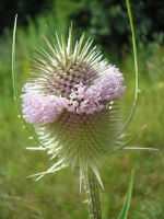 Dipsacus fullonum JuliaKruse 3.jpg