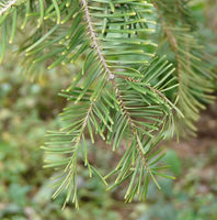 Abies grandis (Douglas ex D. Don) Lindl. – Photo: Andrea Moro 2008, Dryades TSB58410.jpg