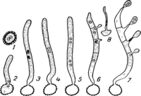Endophyllum euphorbiae silvaticae (DC.) Wint. Abb1068 (Gäumann 1959, Rostpilze Mitteleuropas).png