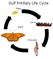 Gulf Fritillary Life Cycle.svg