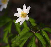 2014.03.14.-4-Buchklingen--Busch-Windroeschen.jpg