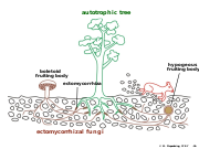 Abb1.4 ectomycorrhiza schematical macroscopic Boletales Tuber 2021 (M. Piepenbring).svg