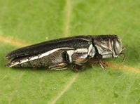 Agrilus bilineatus BugGuide547026.jpg