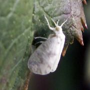 Aleurodicus dugesii BugGuide.jpg