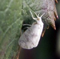 Aleurodicus dugesii BugGuide.jpg